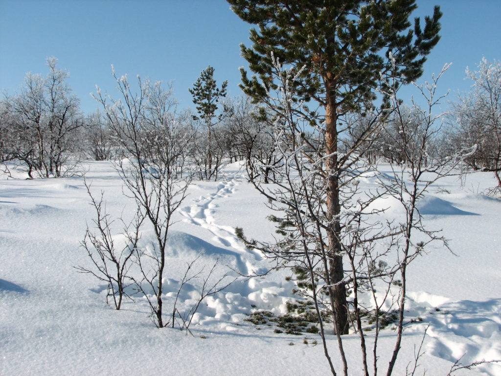 Hirvenjälkiä syvässä lumessa.