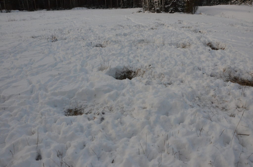 Kuusipeuran lumeen kaivamia kuoppia, josta se on etsinyt ruohoa.
