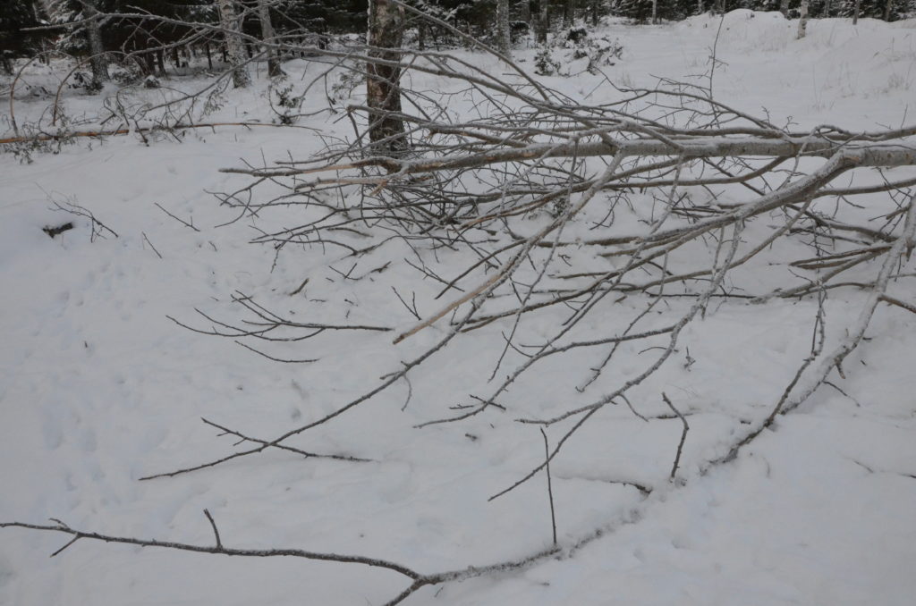 Lumen päälle kaatunut lehtipuu. 