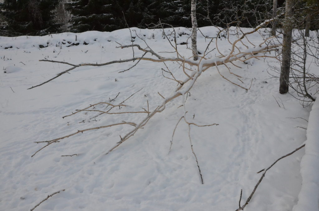 Kaluttu kaatunut lehtipuu lumihangen päällä.