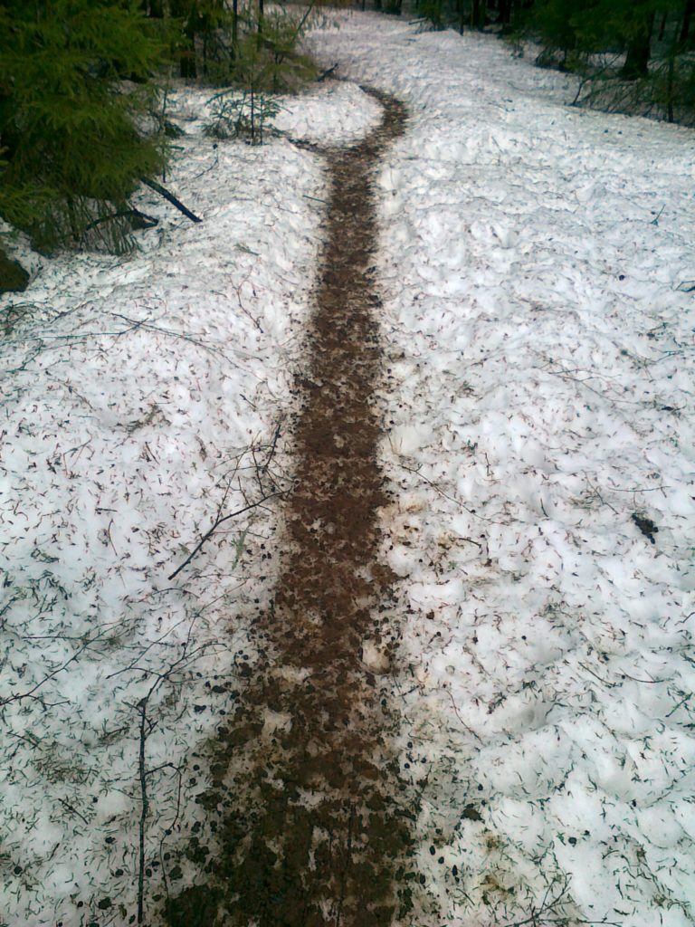 Eläinten polku lumessa on kauttaaltaan jätösten peitossa.
