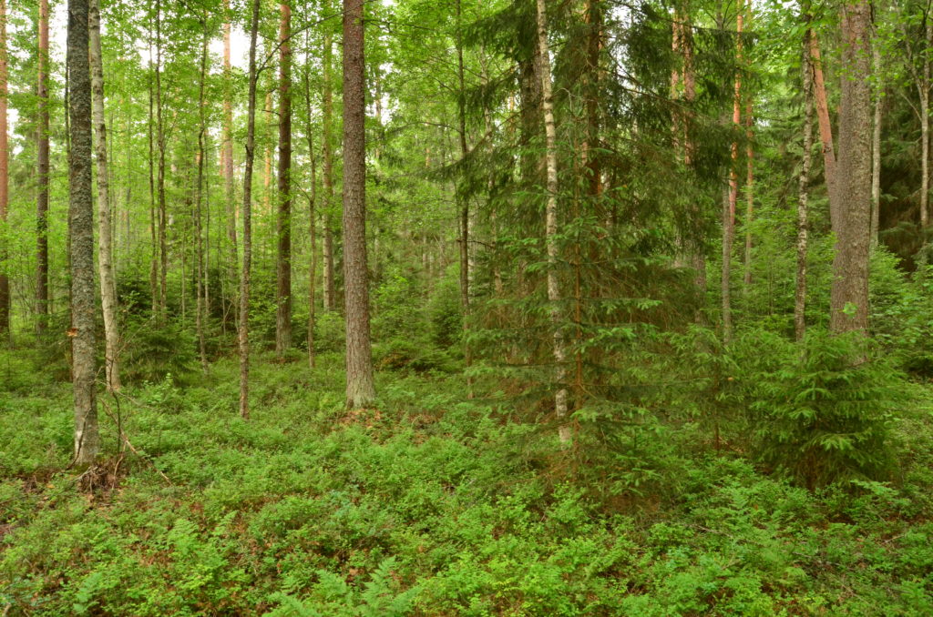 Sekametsä, vähäinen alikasvos ei haittaa harvennushakkuuta.