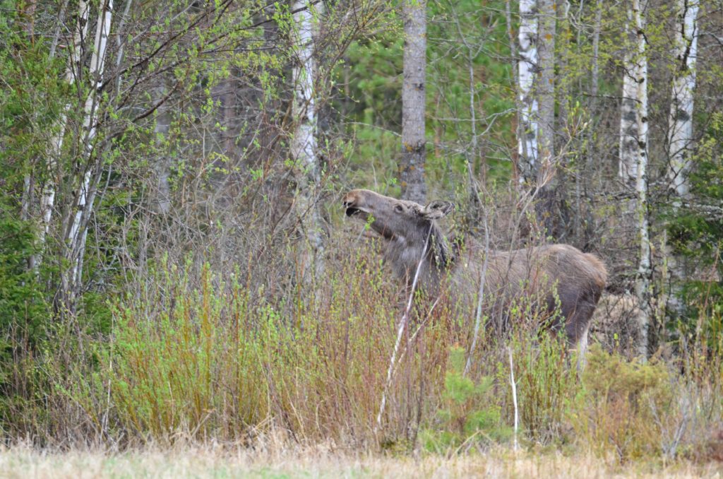 Älgen använder växtdelar på under tre meters höjd.