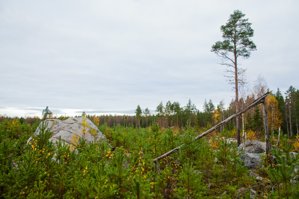 Tiheä nuori männyntaimikko, jossa on lehtipuustoa seassa.