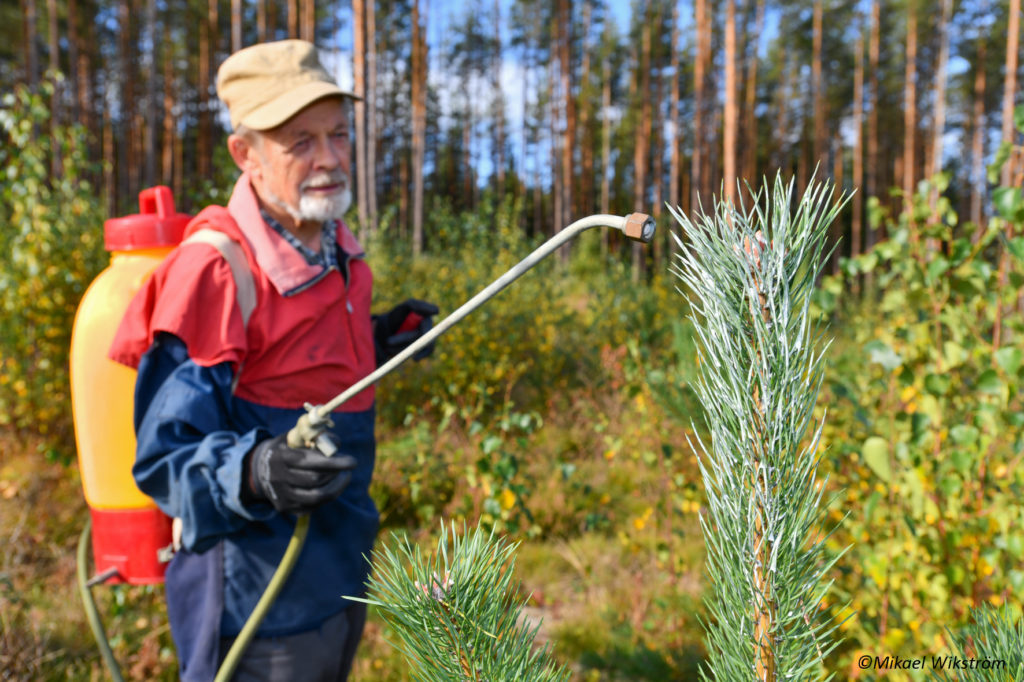 Karkoteainetta ruiskutetaan männyntaimen latvakasvaimeen.