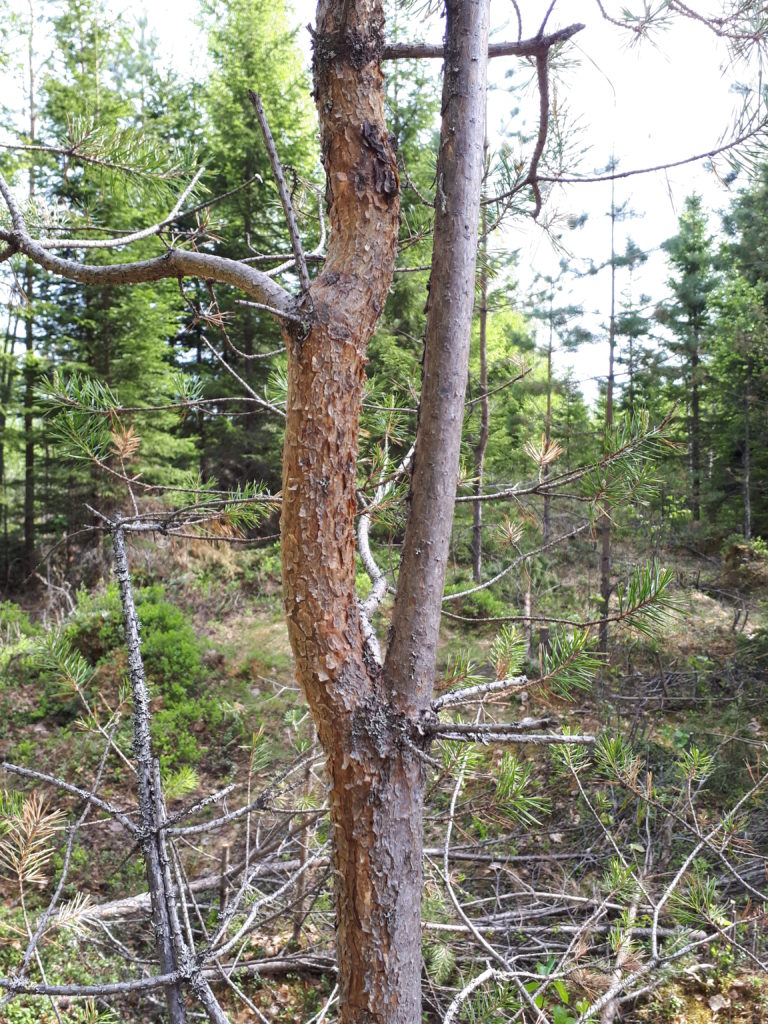 Vioittunut nuori mänty, latvakasvaimen syönnistä on aiheutunut runkoon haarautuminen.