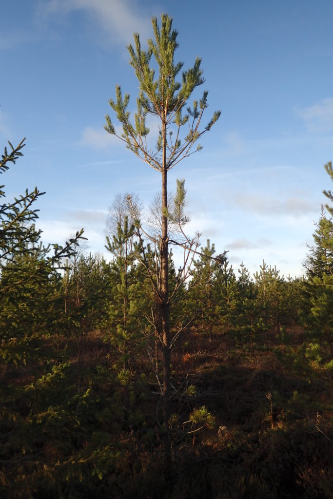 Varttuneesta männyntaimesta on syöty sivuoksat, mutta latva on vahingoittumaton.