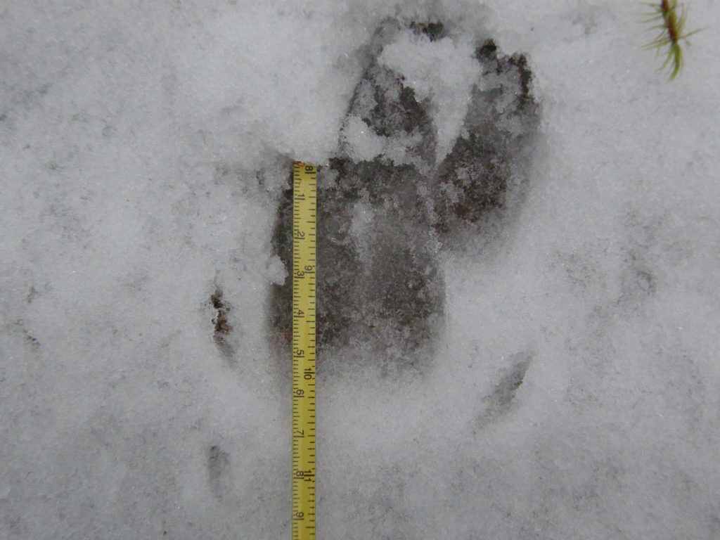Lumessa on noin 6 cm pitkä villisian jälki.