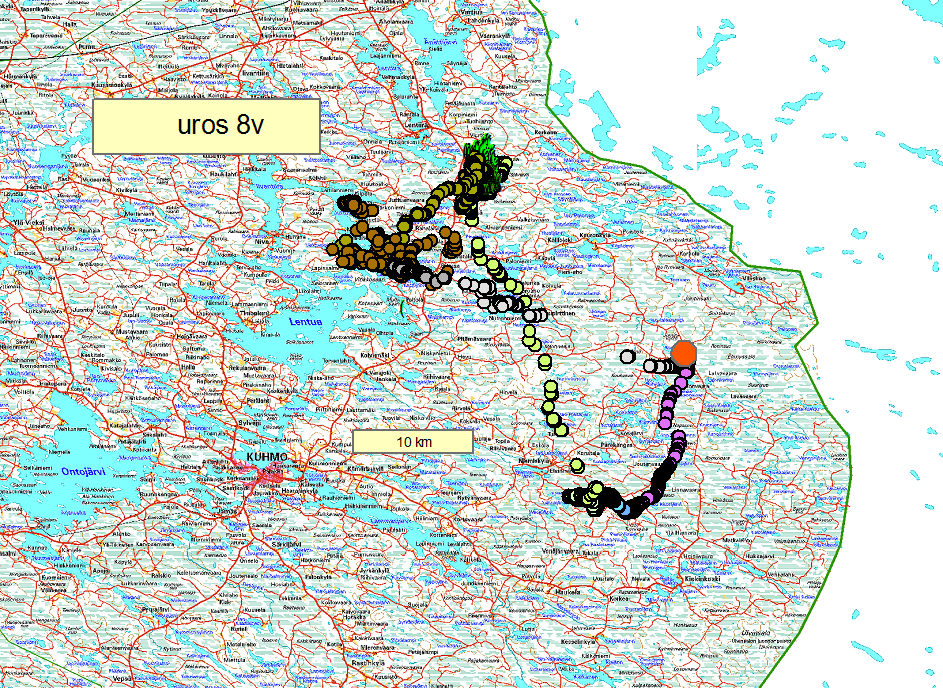 Kartalla näkyy, että 8-vuotias Kuhmossa elävä uroshirvi on vuoden alkana vaeltanut kymmenien kilometrien matkan.