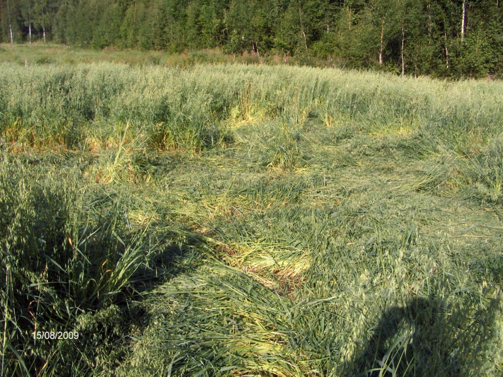 Viljapelto on lakoontunut ja sato on tuhoutunut.