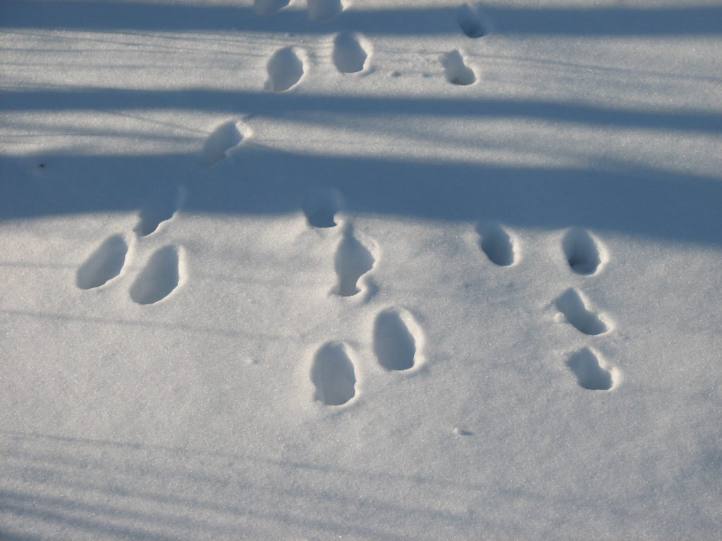 Rusakon jälkiä moneen suuntaan.