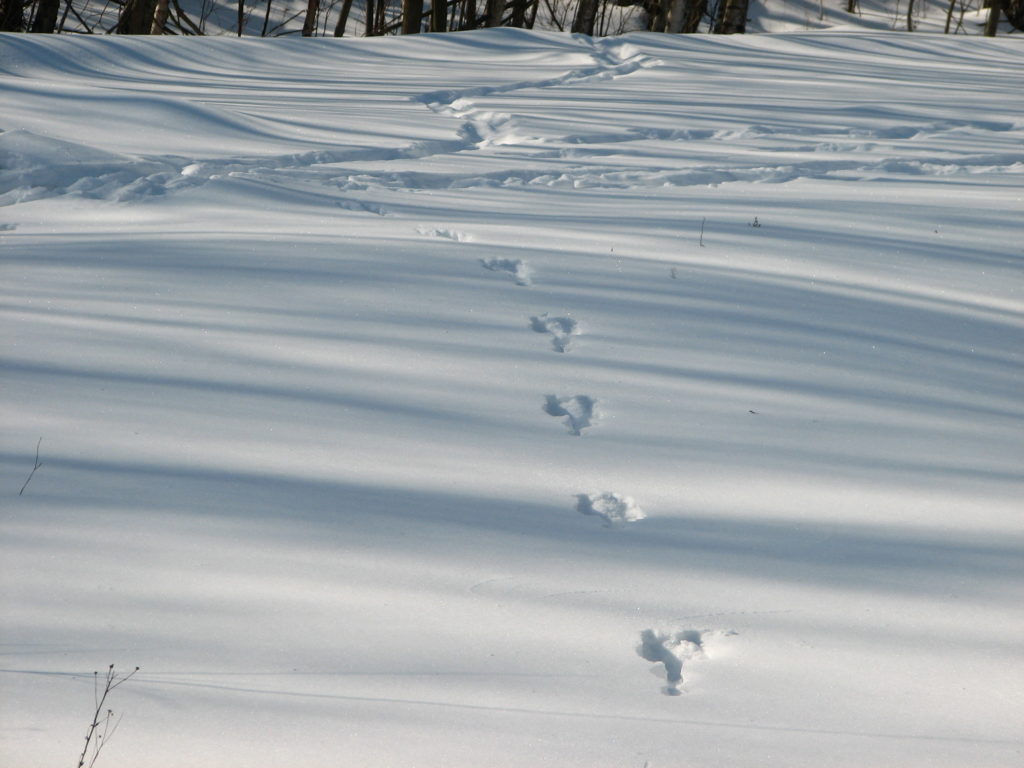 Rusakon jälkijono paksussa upottavassa hangessa.