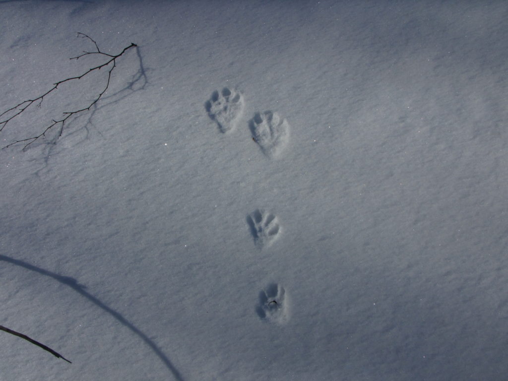 Metsäjäniksen jälki kantohangella.