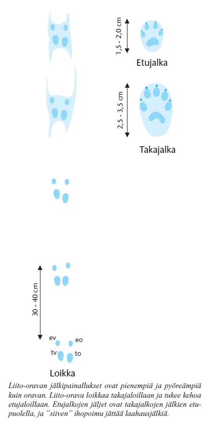 Piirros liito-oravan loikkajäljistä. Jälkipainallukset ovat pienempiä ja pyöreämpia kuin oravalla. Liito-orava loikkaa takajaloillaan, etujalkojen jäljet ovat takajalkojen jälkien etupuolella, siiven ihopoimu jättää lumeen laahausjäljen.