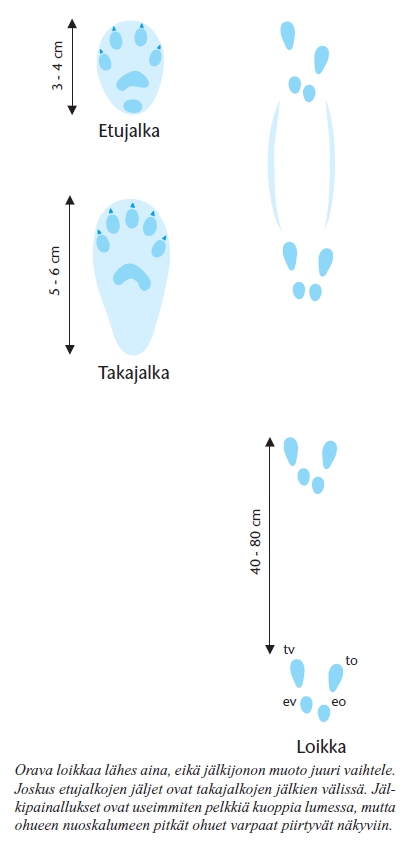Piirros oravan jäljistä ja loikkajäljistä. Orava loikkaa lähes aina, eikä jälkijonon muoto vaihtele. Ohueen nuoskalumeen pitkät ohuet varpaan piirtyvät näkyviin.