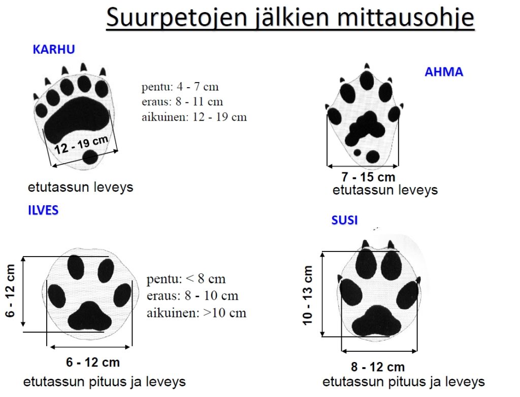 Suurpetojen jälkien mittausohje. Jäljet mitataan yleensä uloimpien polkuanturoiden ulkoreunoista. Karhulla takimmaisen polkuanturan ulkoreunoista.