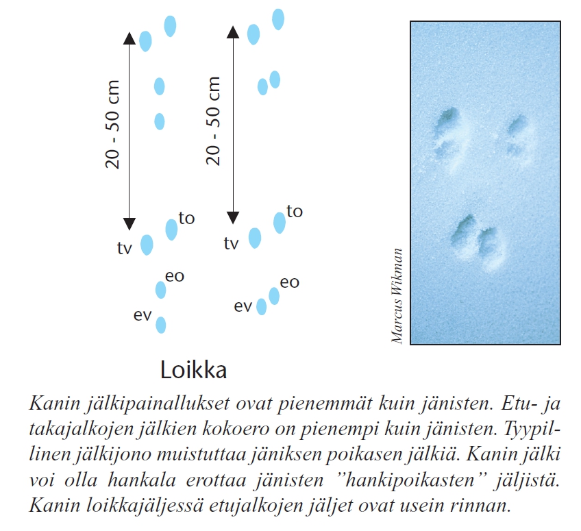 Piirroskuva ja valokuva villikanin loikkajäljistä. Kanin jäljet ovat pienemmät kuin jäniksen, muistuttaa jäniksen poikasen jälkiä. Etu- ja takajalkojen jälkien kokoero on pienempi kuin jänisten. Kanin loikkajäljessä etujalat ovat usein rinnan.