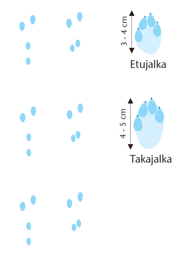 Piirroskuva villikanin jäljistä, etujalan jälki on 3-4 cm pitkä, takajalan jälki 4-5 cm.