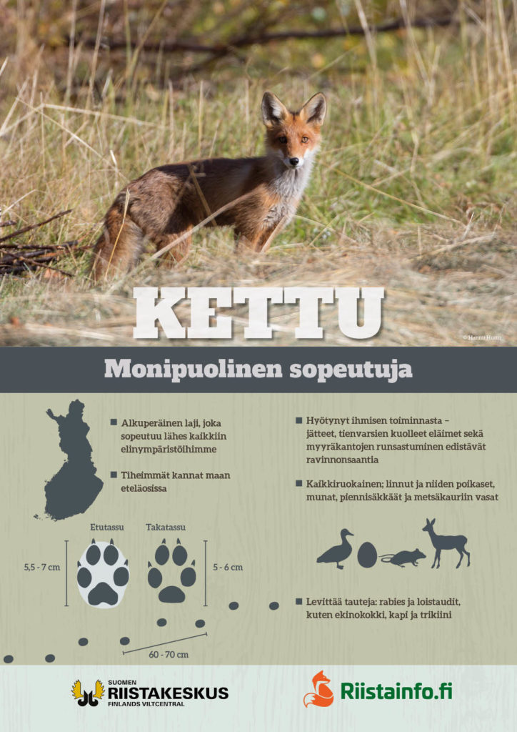 Juliste, Kettu monipuolinen sopeutuja