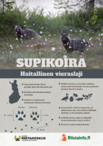 Supikoira-juliste