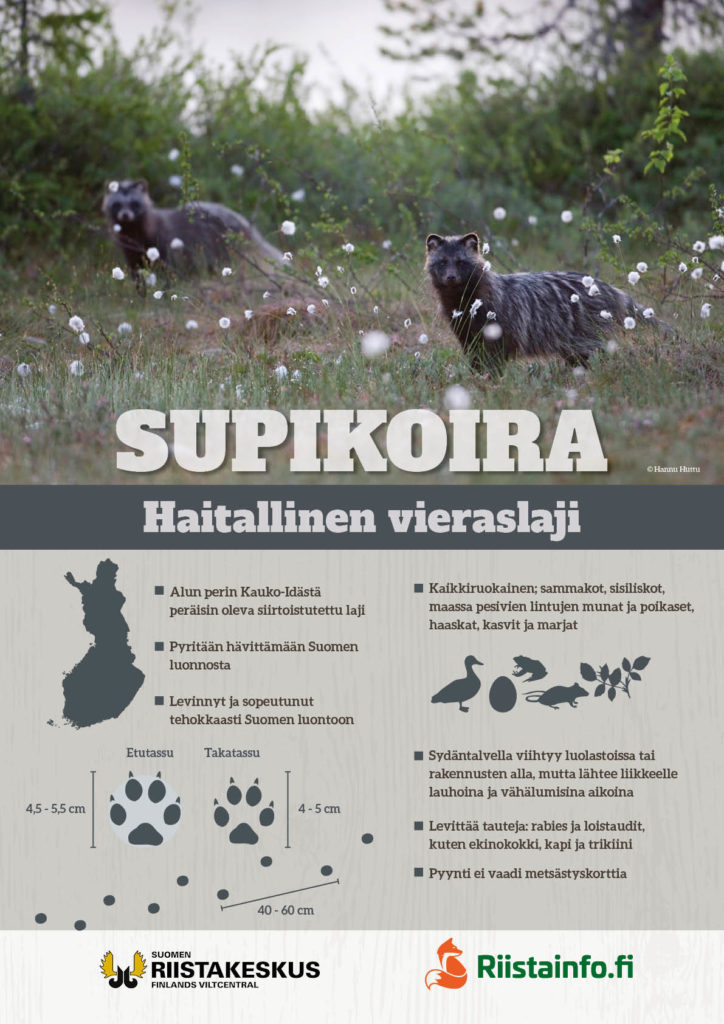 Juliste, Supi haitallinen vieraslaji