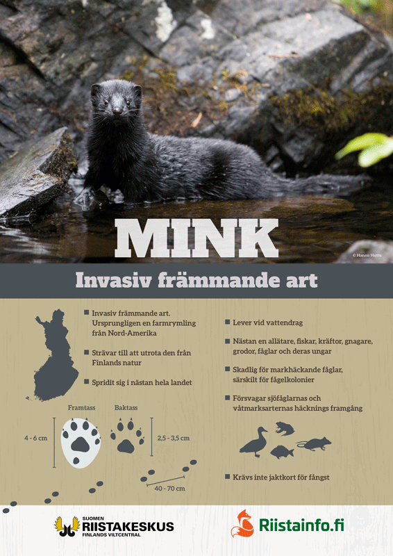 Affisch, Mink, invasiv främmande art