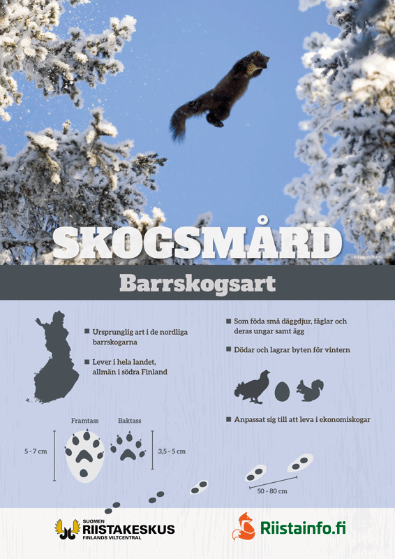 Affisch, skogsmård, barrskogsart