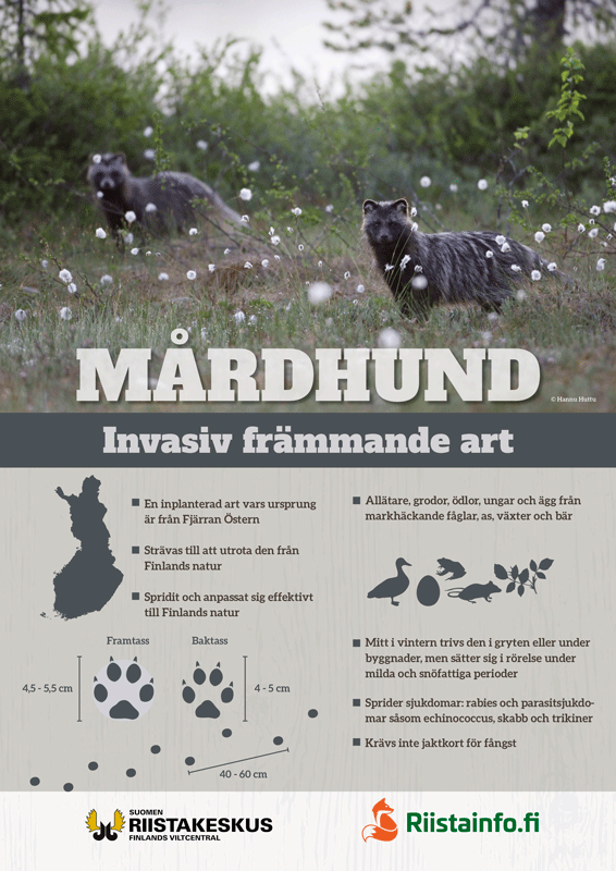 Affisch, Mårdhund, invasiv främmande art