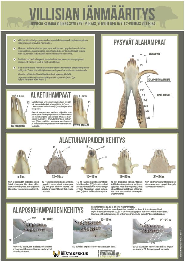 Juliste villisian iänmäärityksestä hampaiden avulla (PDF)