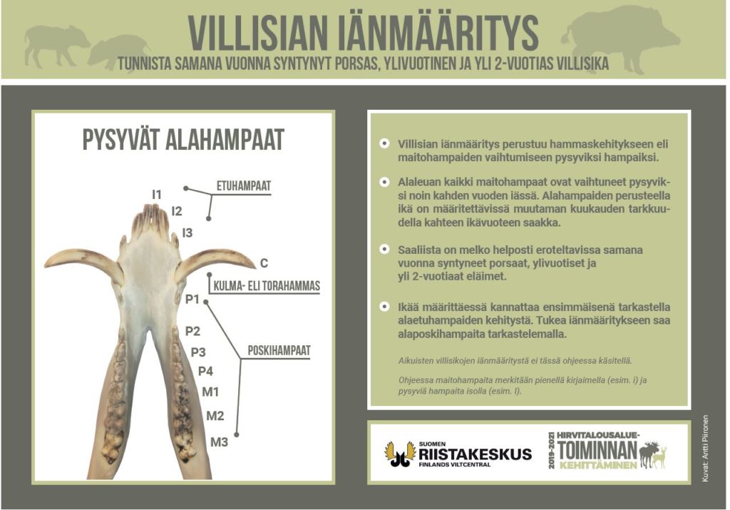 Juliste villisian iänmäärityksestä hampaiden avulla (PDF)