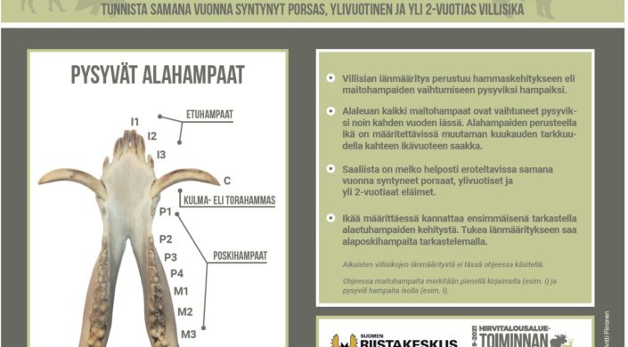 Villisian iänmääritysjuliste