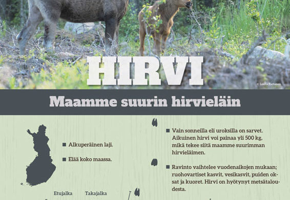 Hirvijuliste