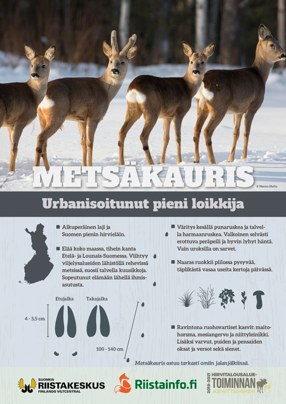 Metsäkaurisjuliste (PDF)