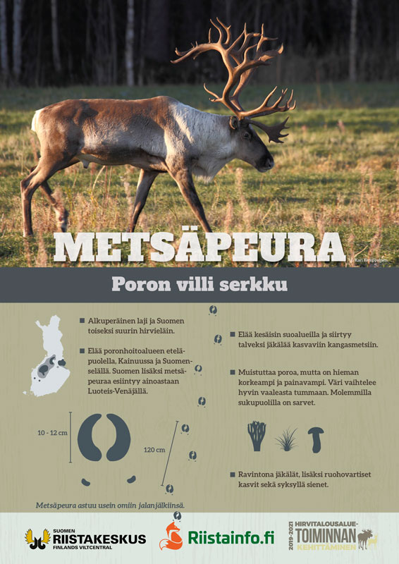 Metsäpeurajuliste (PDF)