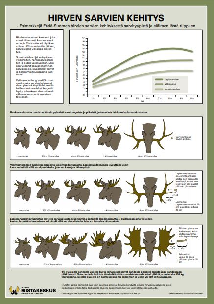 Juliste hirven sarvien kehityksestä Etelä-Suomessa (PDF)