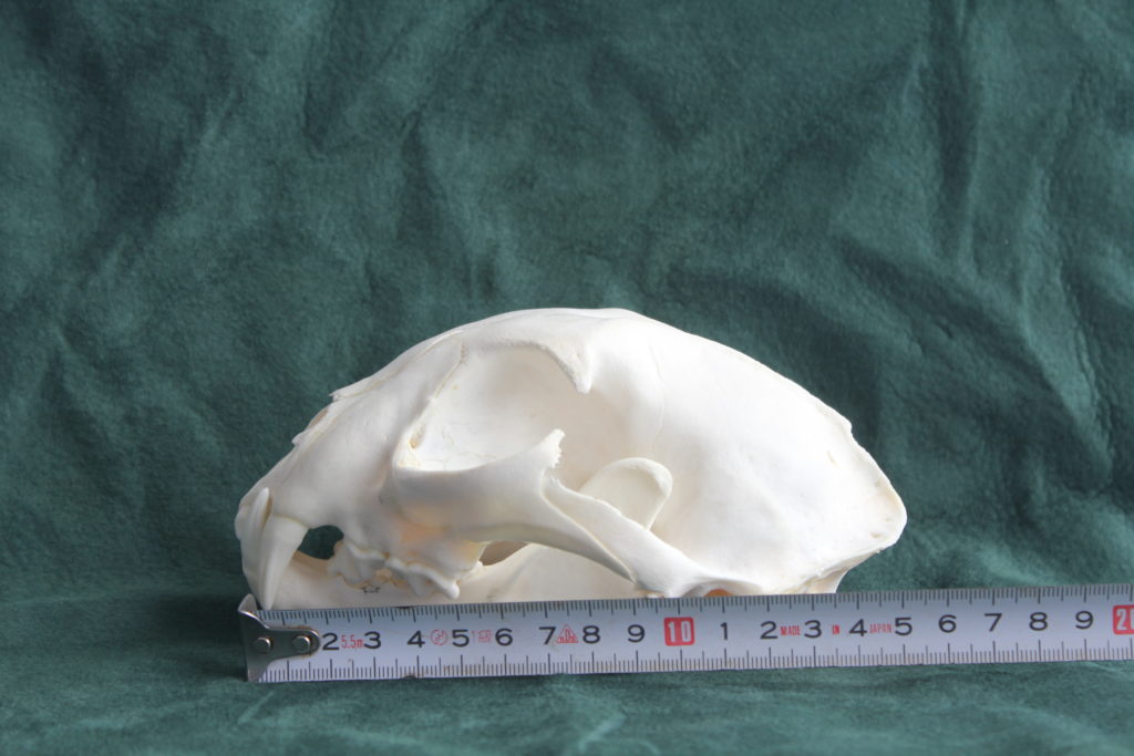 15 cm lång lodjurskranium.