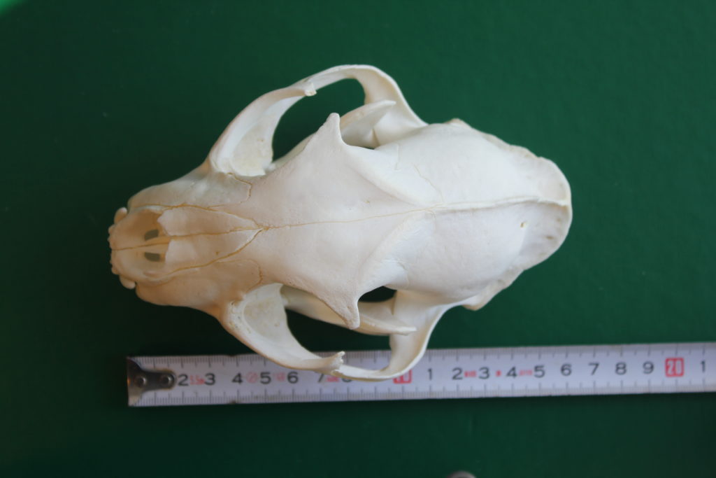 Lodjurskranium, ungefär 16 cm lång.