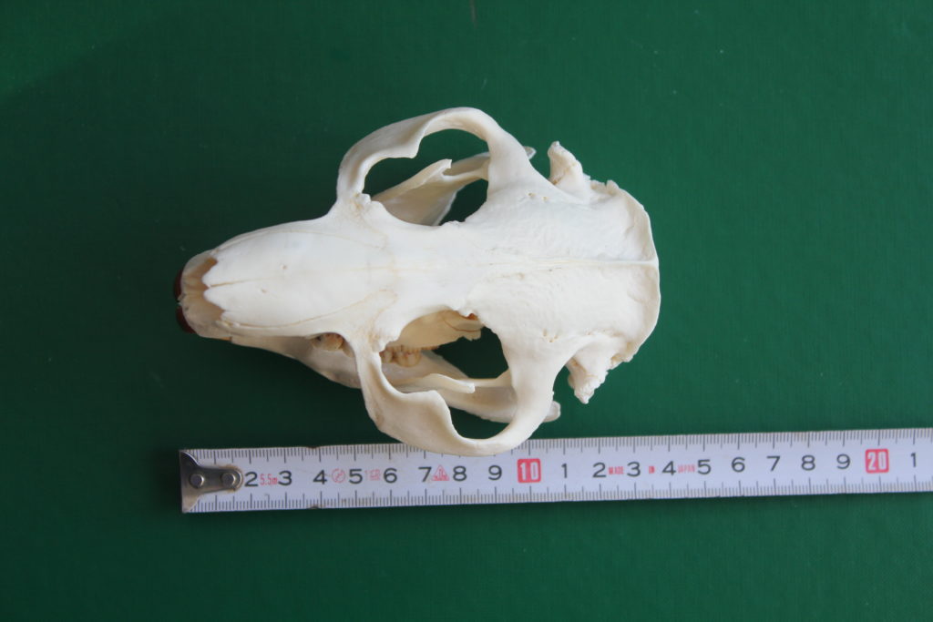 Bäverkranium, 14 cm lång.