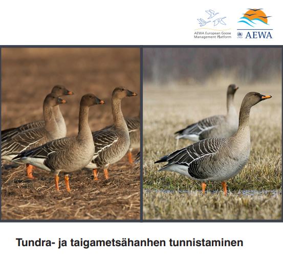 Tundra- ja taigametsähanhen tunnistaminen -oppaan kansi, jossa useita hanhia. 