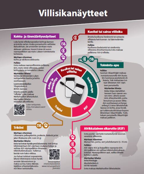 Juliste villisikanäytteistä (PDF)