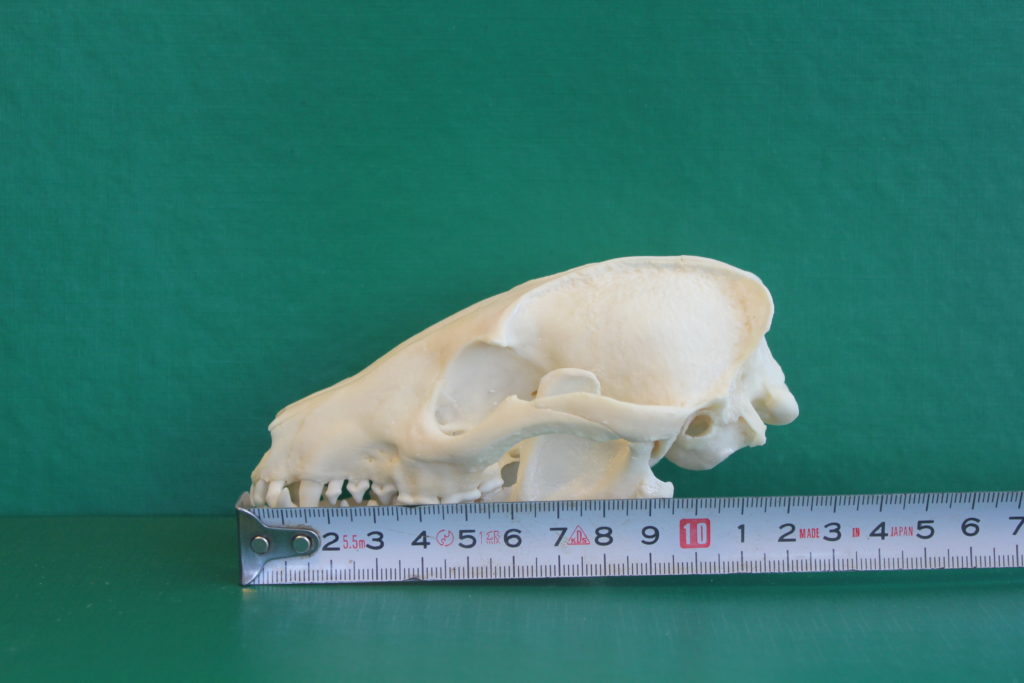 Supikoiran kallo sivulta, pituus 12 cm.
