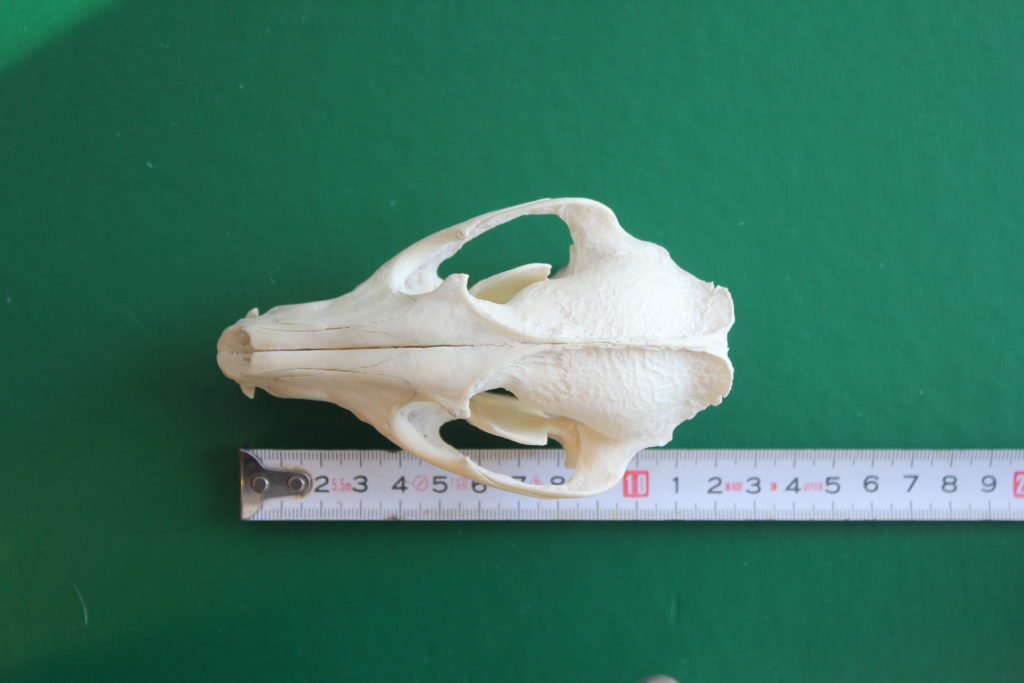 Noin 13 cm pitkä supikoiran kallo.