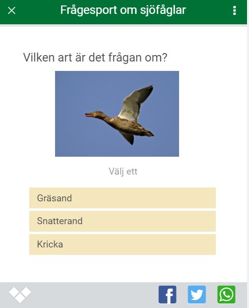 Skärmdump om "sjöfåglar"-frågesport