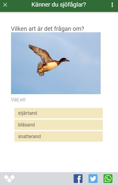 Skärmdump om "Känner du sjöfåglar"-frågesport