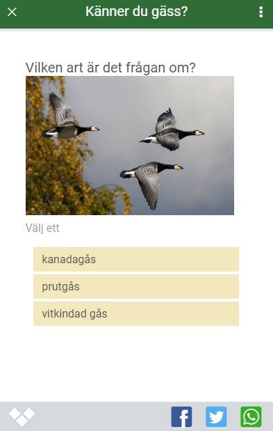 Skärmdump från frågesport om Känner du gäss.