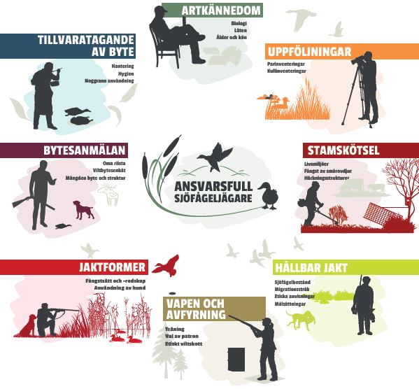 Fågeljägarens årscykel: artkännedom, uppföljningar, stamskötsel, hållbar jakt, vapen och avfyrning, jatkformer, bytesanmälan, tillvaratagande av byte.