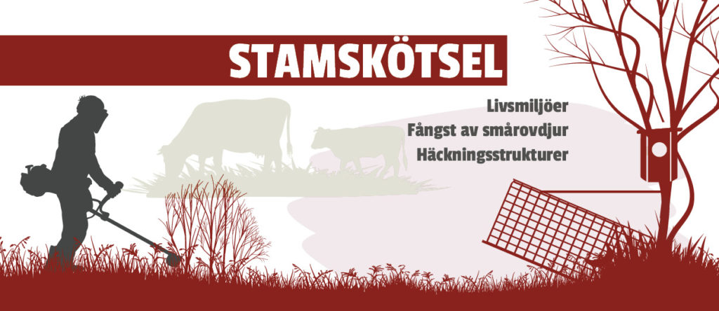 Huvudrubrik: Stamskötsel. Underrubriker: Livsmiljöer, Fångst av smårovdjur, Häckningsstrukturer.