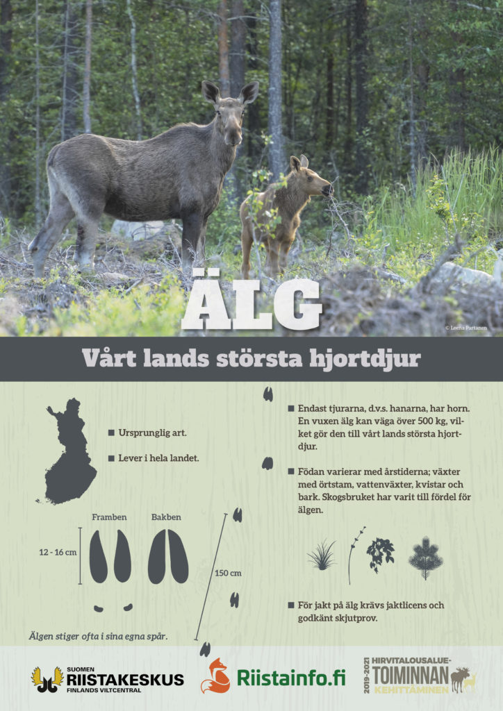 Älg-affisch (PDF)