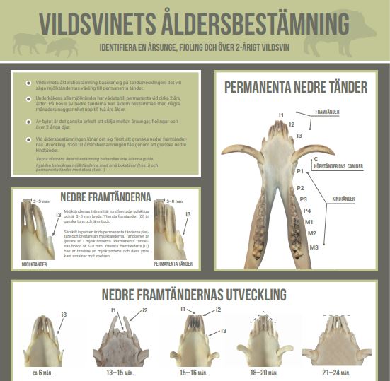 Vildsvinets ålderbetsämnning, affischer (PDF) 