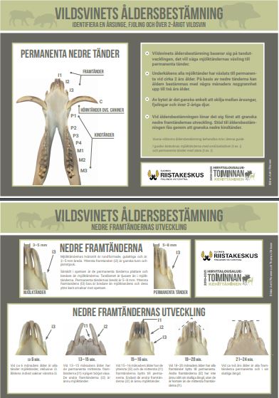 Vildsvinets ålderbetsämnning, affischer (PDF) 